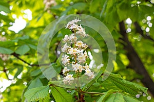 White horse-chestnut Conker tree, Aesculus hippocastanum blossoming flowers on branch with green leaves background.