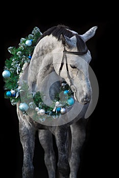 White horse in christmas wreath