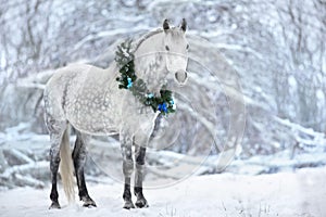 White horse with christmas wreath