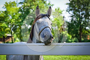 White horse close up