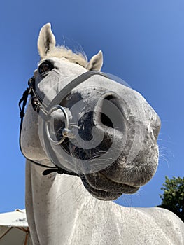 White Horse close-up