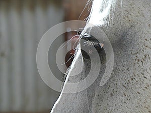 White Horse in Close Up Profile with Light Highlighting Eyelashes and Mane