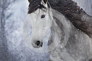 White horse close up in snow
