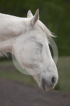 White horse with closed eyes in profile