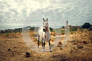 White horse photo