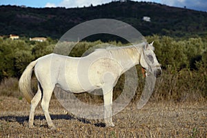 White horse in countryside