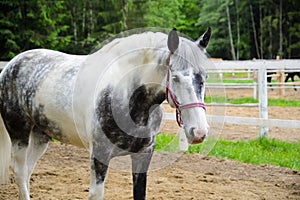 White horse in dapple grey.