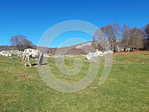 White horse in a bucolic landscape photo