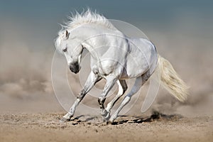 White horse in desert