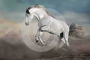 White Horse in desert dust