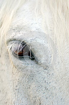 White Horse detail