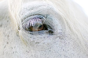 White Horse detail