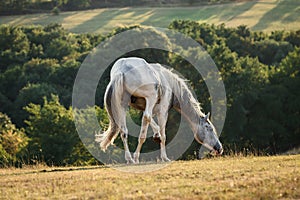White horse disturbing by flies on pasture