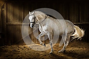 White horse dressage