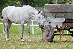White horse drinking in pasture