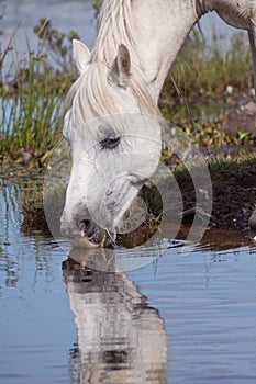 White Horse Drinking Water