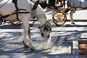 White horse drinking water in a bucket. The horse pulls a carriage which is used to take tourists around the city of seville.