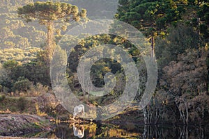 White horse drinking water from the lake in the pine forest, Southern Brazil