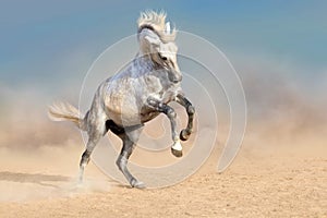 White horse in dust