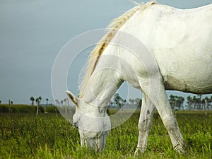 White Horse Eating photo