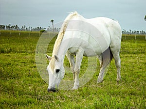 White horse eating grass