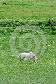 White horse eating grass