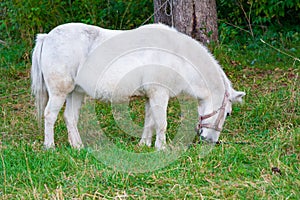 White horse eating grass