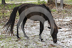 White horse eating grass