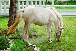 White horse eating grass