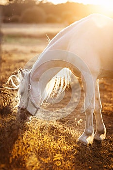 White horse eating grass, grazing in a field