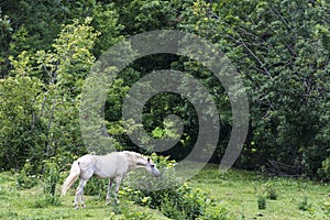 White horse eating grass in a meadow
