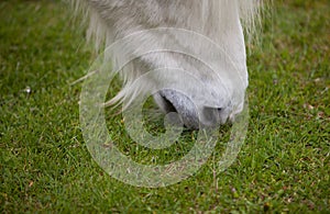 White horse eating grass on meadow