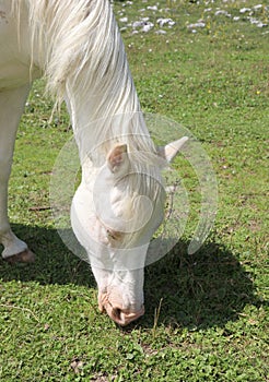 white horse eating green grass of meadown