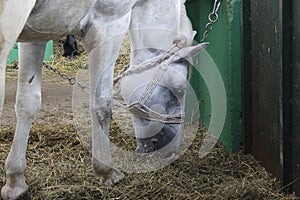 White horse eating hay in barn