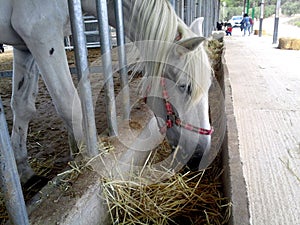 A white horse eating some straw photo