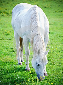 White Horse eating summer grass