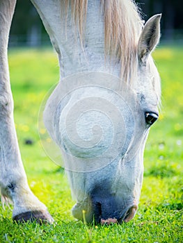 White Horse eating summer grass