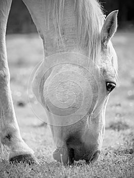 White Horse eating summer grass