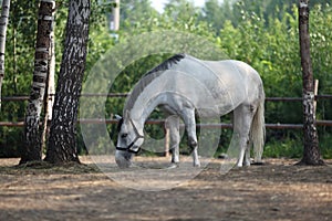 White horse eats plant, in farm. Outdoors