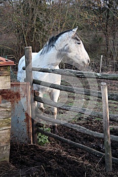 A white horse in the enclosure. Photograph taken at sunset.