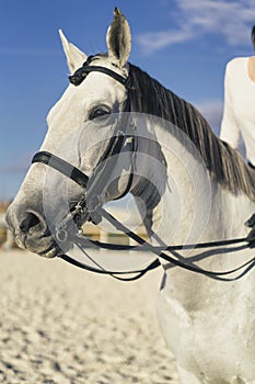 White horse equestrian portratit, equine world