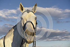 White horse equestrian portratit, equine world