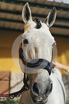 White horse equestrian portratit, equine world