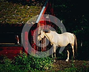 White horse in evening light standing by a red house