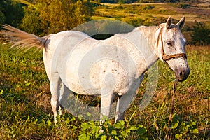 Blanco un caballo moscas su la cola 