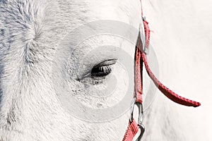 White horse eye