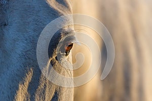 White horse eye