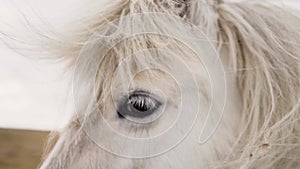 White Horse eye closeup in a stable slow motion cinematic 4k shot