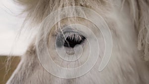 White Horse eye closeup in a stable slow motion cinematic 4k shot