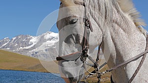 White horse face close up 4k